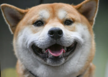 The war on dogs is barking mad