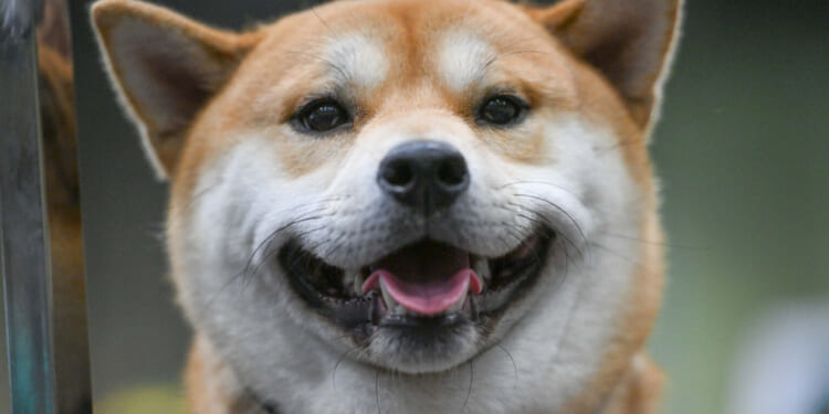 The war on dogs is barking mad