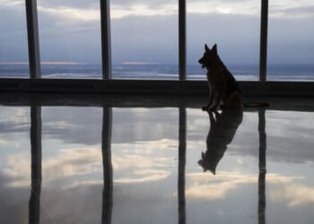 UK Mulls Banning 67 Dog Breeds for ‘Animal Health’ — but Is That Really the Reason? – PJ Media