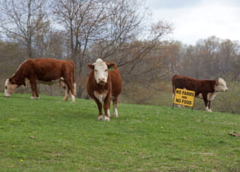 US Farms and Cattle in Decline - Liberty Nation News
