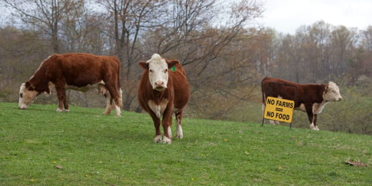 US Farms and Cattle in Decline - Liberty Nation News