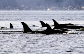 West Coast, Messed Coast™ — Yeah, Don't Cold Plunge Barefoot in Seattle – PJ Media