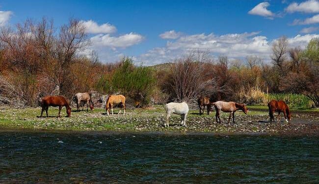 Why Is a Democratic Governor Undermining a Conservative Conservation Success Story? – PJ Media