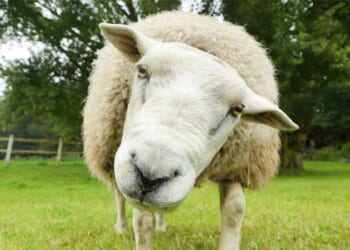 Why humans dream of sheep