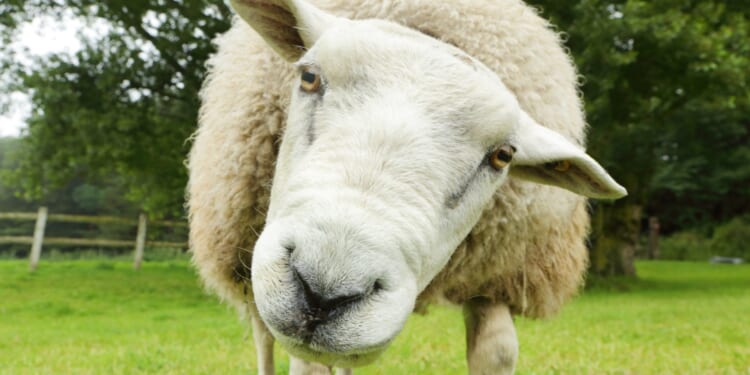 Why humans dream of sheep