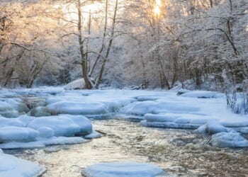 A flowing river in a wintry forest.
