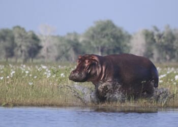 Colombia to Euthanize Wild 'Cocaine Hippos' – PJ Media
