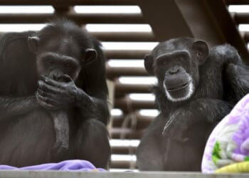 Of Chimps and Aborted Children – PJ Media