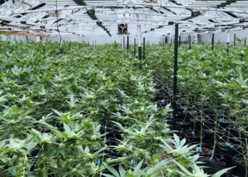 Potent Pot Fuels Psychotic Episodes, ER Visits: 'America Has a Marijuana Problem'