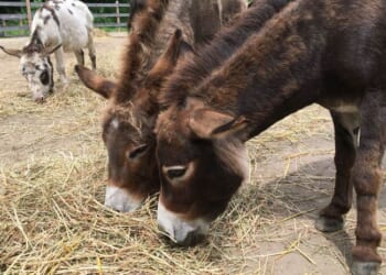 Regarding Donkeys – PJ Media