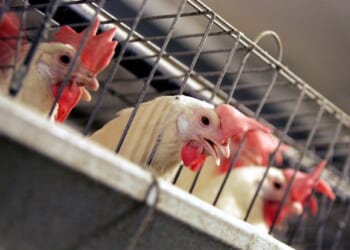 The Dark Side of the Chicken Industry – PJ Media